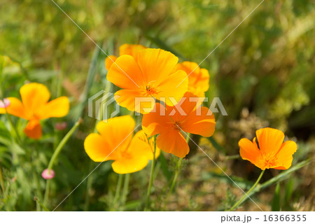 キバナコスモス 16366355