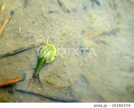 珍しい緑色のカブトエビ 16366356