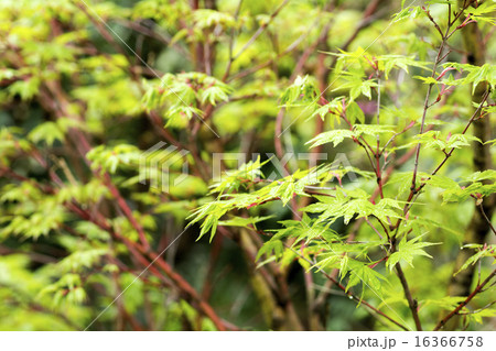 カエデの新緑 16366758