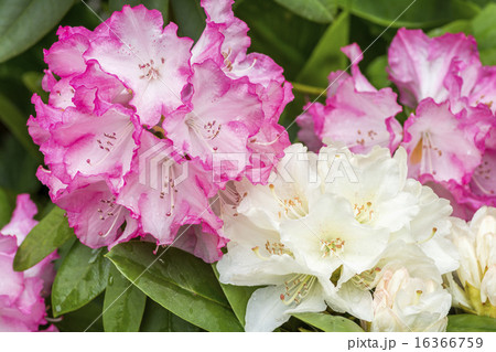 薄黄色とピンクのシャクナゲの花 16366759