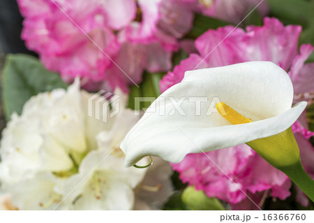 シャクナゲをバックにオランダカイウの花 16366760