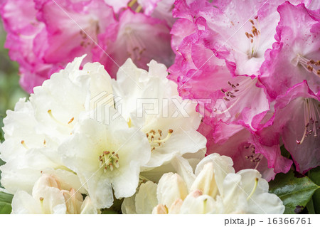 薄黄色とピンクのシャクナゲの花のアップ 16366761