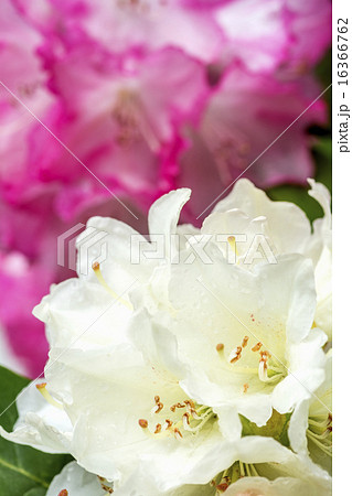 薄黄色とピンクのシャクナゲの花のアップ 16366762