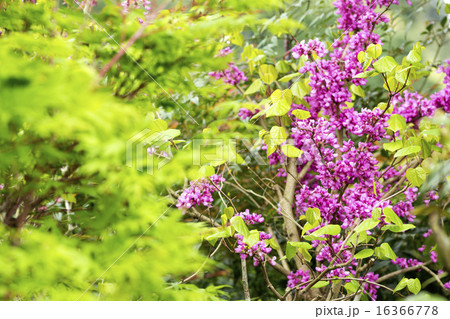 新緑の中のハナズオウの花 16366778