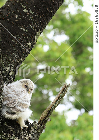 眠そうなフクロウのちびっこ♪ 16366859