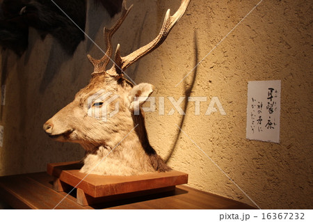 守矢史料館 耳裂鹿 守矢史料館 耳裂鹿 16367232