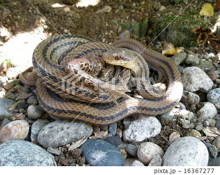 シマヘビの捕食の写真素材