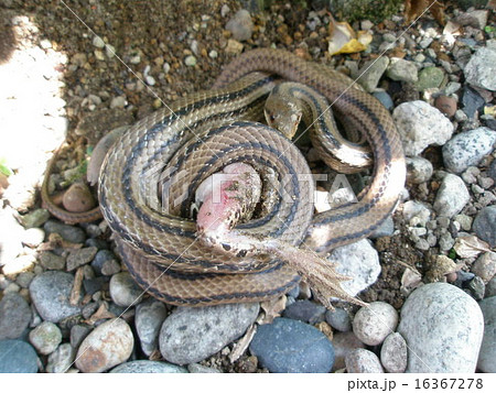 シマヘビの捕食の写真素材