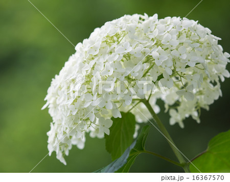 美しい白い紫陽花アナベル 16367570