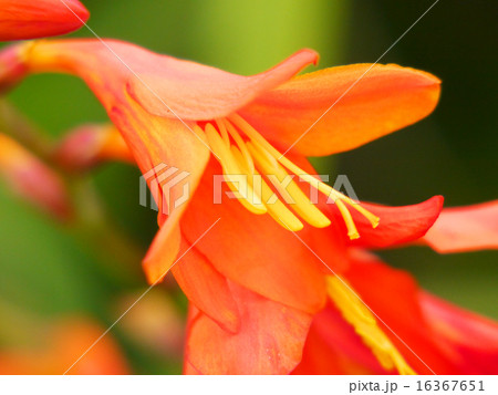 グラジオラス グラジオラス 16367651