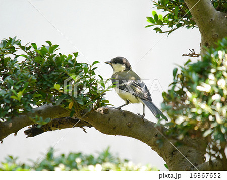 シジュウカラ シジュウカラ 16367652