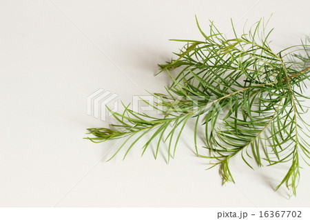 ティートリー 16367702