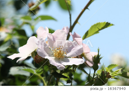 ロサ・カニーナ 16367940