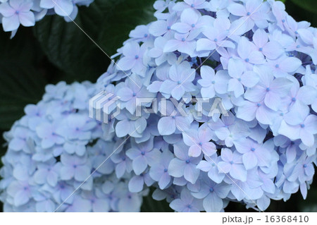紫陽花 16368410