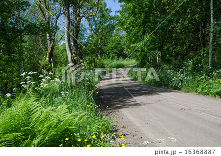Dirt road at summer 16368887