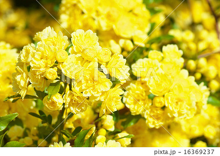 モッコウバラ 16369237