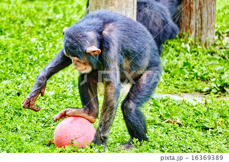 Apes - Chimpanzee monkey. 16369389