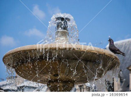 Pigeon drink from fountain Place des Vosges Paris 16369654