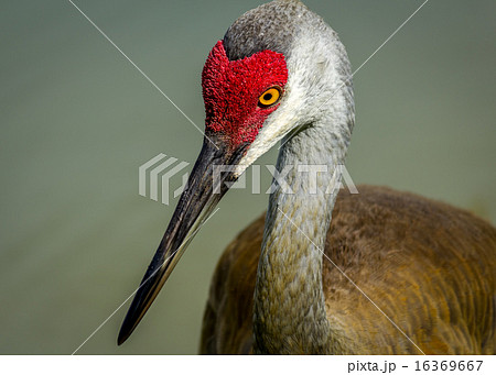 Sandhill Crane 16369667