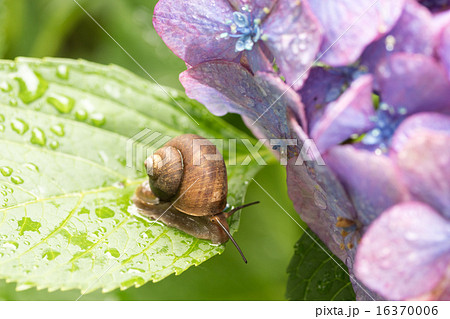 梅雨イメージ~カタツムリ~ 梅雨イメージ~カタツムリ~ 16370006