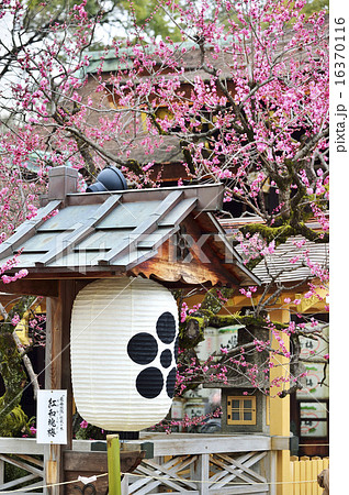 紅和魂梅 北野天満宮 16370116