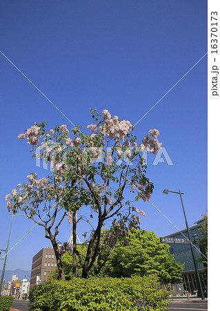 松本市美術館前のライラックの写真素材