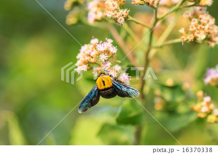 Bumble bee sitting on wild flower Bumble bee sitting on wild flower 16370338