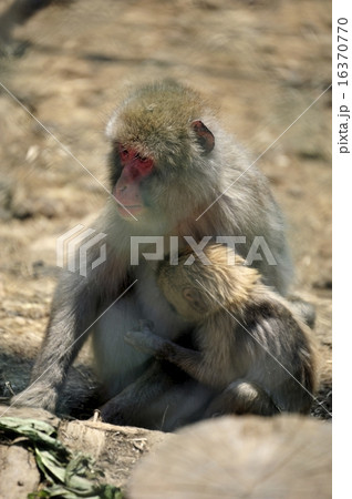 脇野沢・北限のサル 16370770