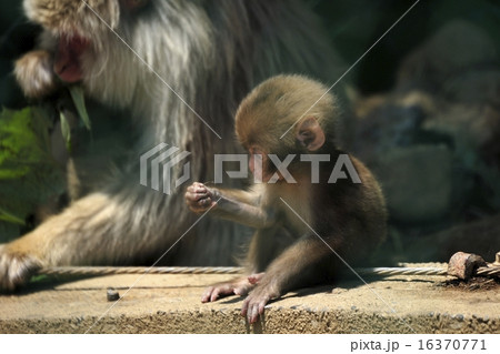 脇野沢・北限のサル 脇野沢・北限のサル 16370771