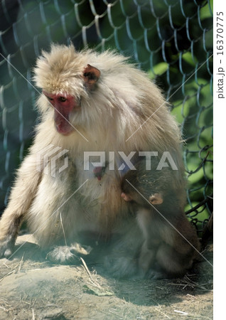 脇野沢・北限のサル 16370775