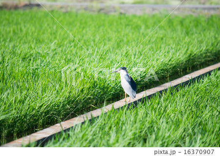 田んぼのゴイサギ１ 16370907