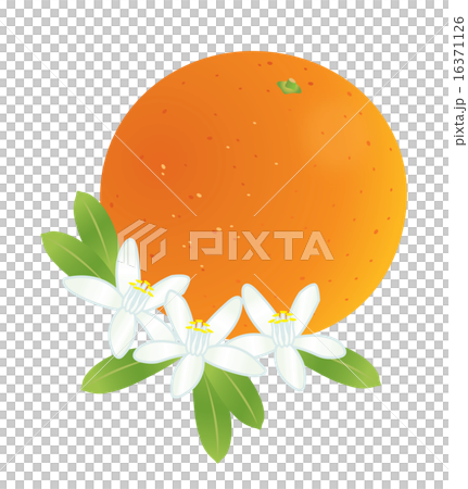 橙花 橙花 16371126