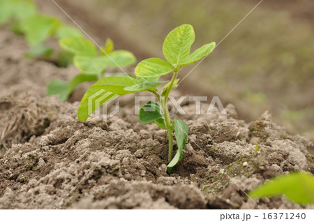 丹波黒大豆 丹波黒大豆 16371240