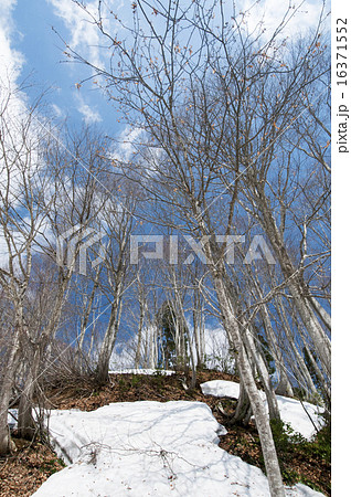 早春のブナ林 16371552