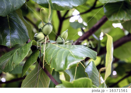 Almond tree 16371561