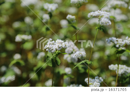 蕎麦の花 16371705