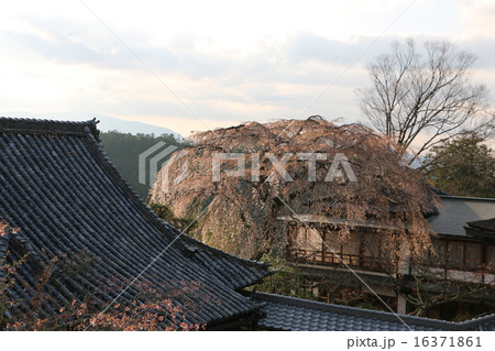 春の吉野山 竹林院 群芳園 春の吉野山 竹林院 群芳園 16371861
