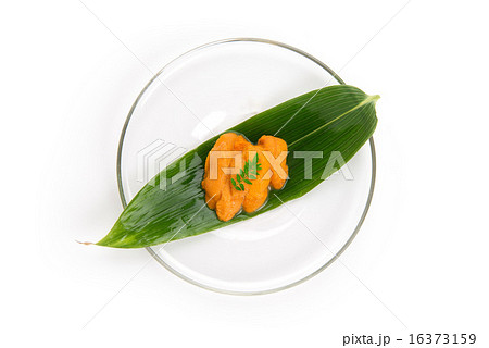 ウニ ウニ 16373159