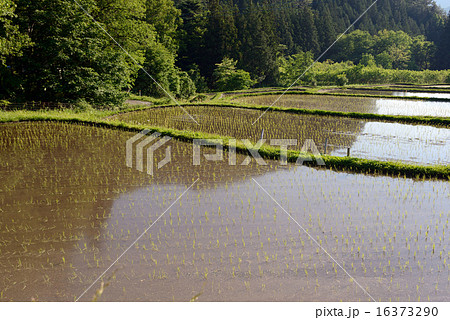 水田　田植え 16373290
