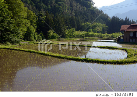 水田　田植え 16373291