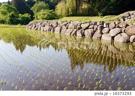 水田　田植え 16373293
