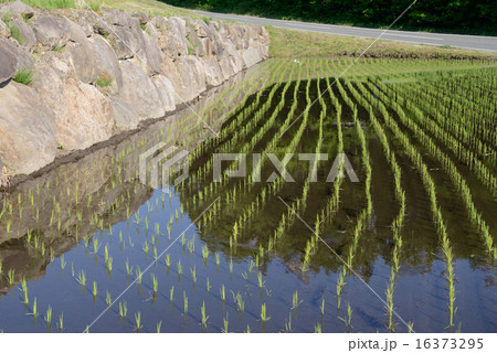 水田　田植え 16373295