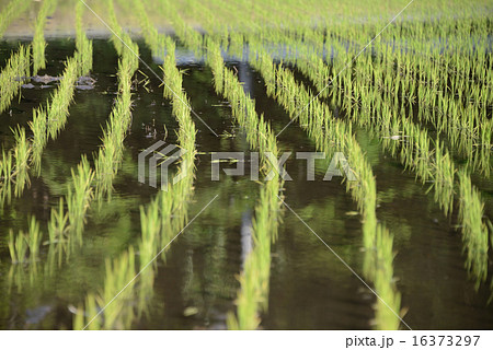 水田 田植え 水田 田植え 16373297