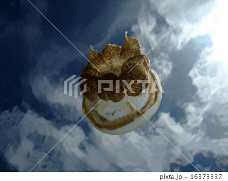 ジェリーフィッシュ 16373337