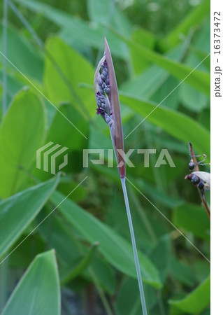 水カンナ 葉っぱがカンナにそっくりです。 水カンナ 葉っぱがカンナにそっくりです。 16373472