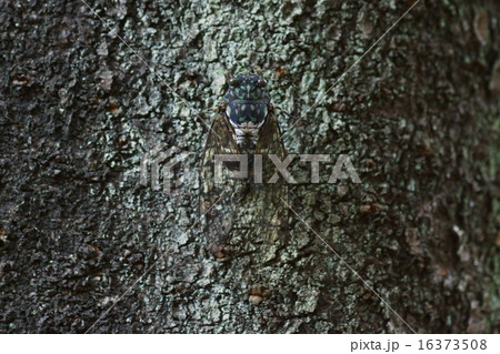 ミンミン蝉　黒の多いタイプです。忍者です。 16373508