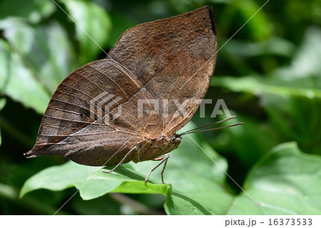 コノハチョウ 16373533