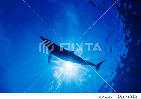 小笠原のミナミハンドウイルカ 小笠原のミナミハンドウイルカ 16373815