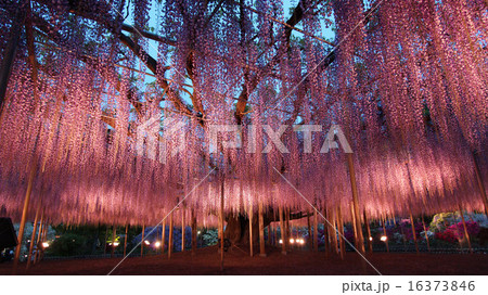 足利フラワーパーク　大藤 16373846