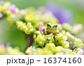 カエルと紫陽花 16374160